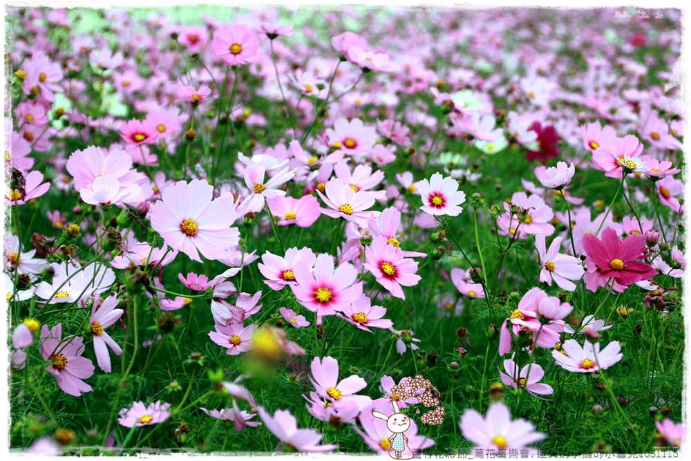 蘆竹花彩節.迷失的小熊by小雪兒1031115IMG_5388.JPG