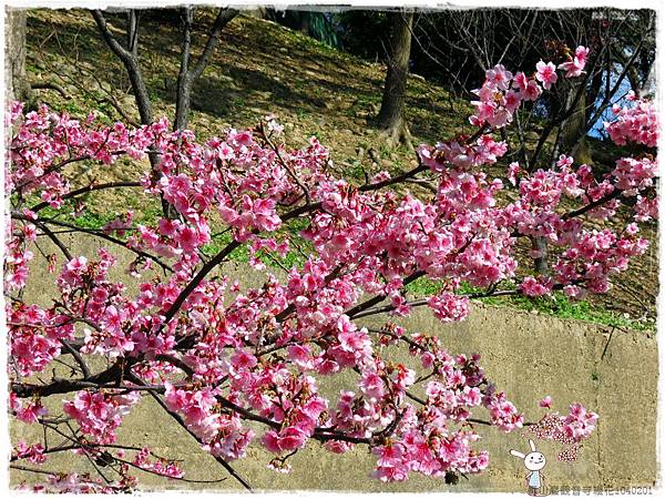 壽山巖觀音寺櫻花1040201IMG_6253.JPG