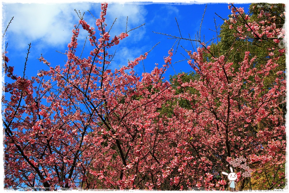 壽山巖觀音寺櫻花1040201IMG_6801.JPG