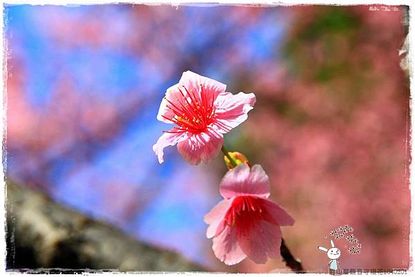 壽山巖觀音寺櫻花1040201IMG_6812.JPG