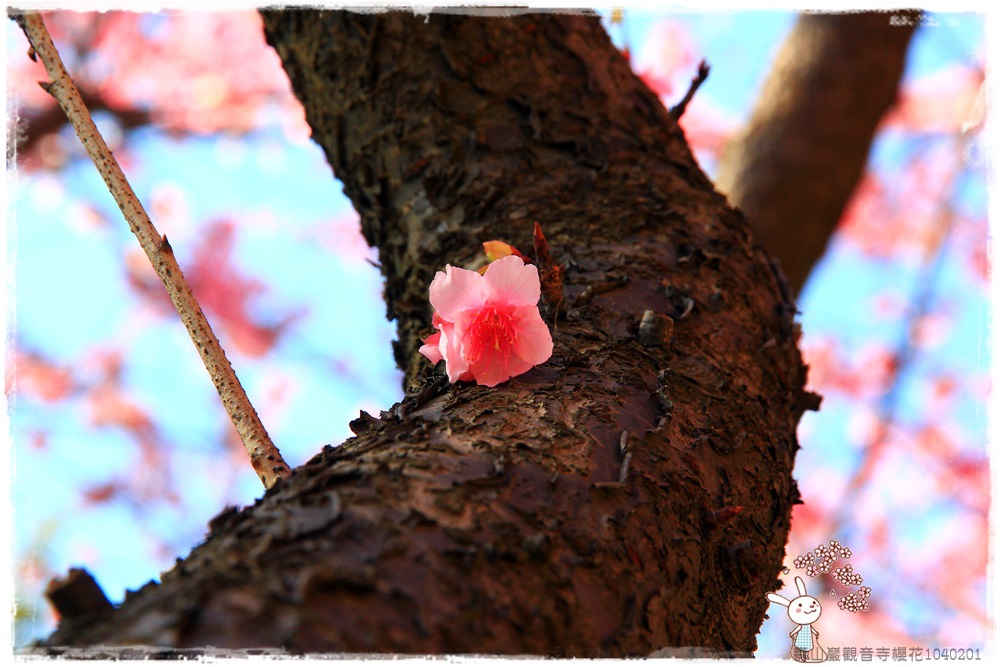 壽山巖觀音寺櫻花1040201IMG_6819.JPG