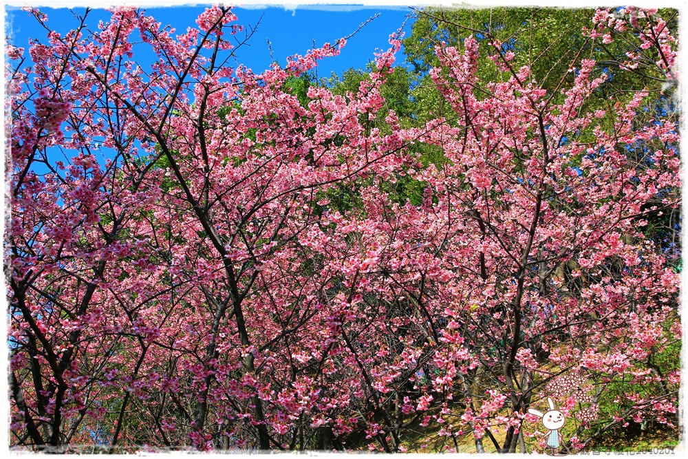 壽山巖觀音寺櫻花1040201IMG_6828.JPG