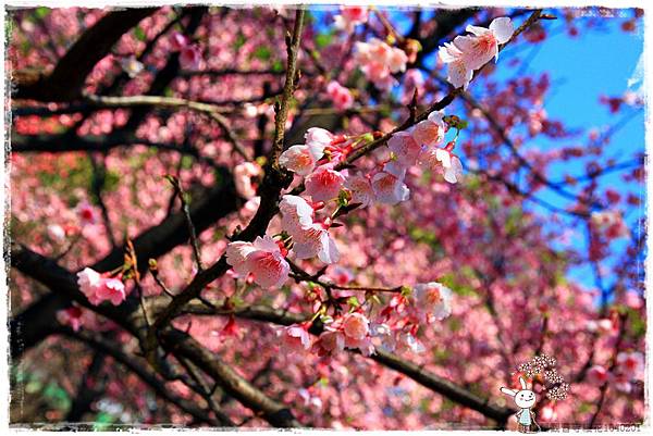 壽山巖觀音寺櫻花1040201IMG_6880.JPG