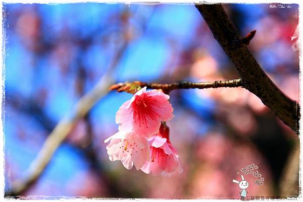 壽山巖觀音寺櫻花1040201IMG_6881.JPG