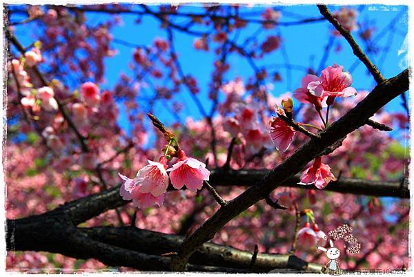 壽山巖觀音寺櫻花1040201IMG_6885.JPG