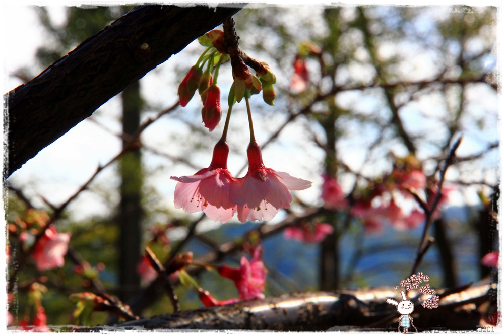 壽山巖觀音寺櫻花1040201IMG_6909.JPG