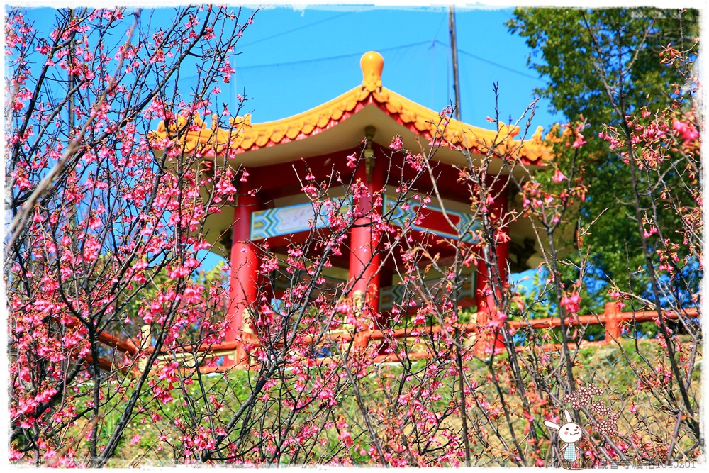 壽山巖觀音寺櫻花1040201IMG_6965.JPG