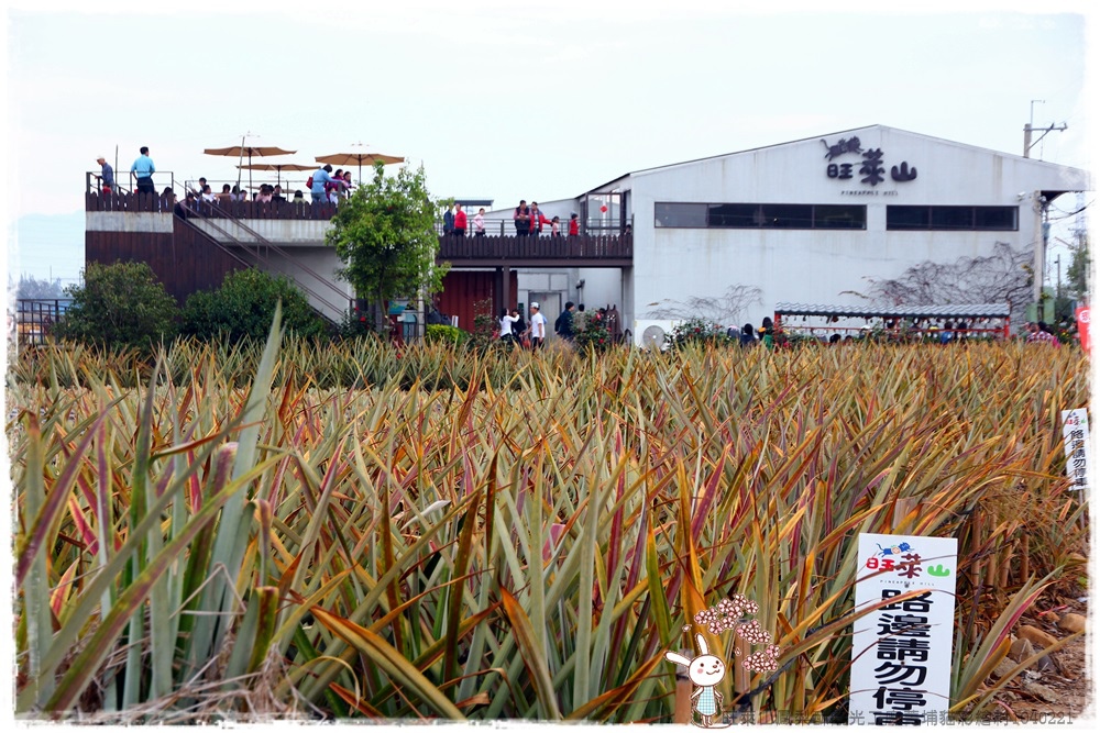 旺萊山鳳梨酥觀光工廠菁埔貓彩繪村1040221IMG_7194.JPG