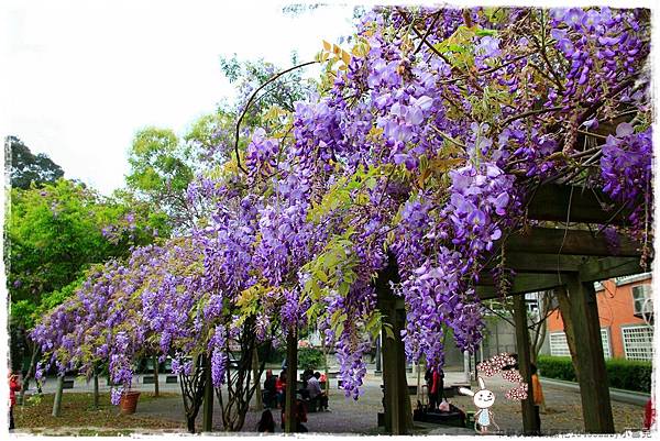 中華大學紫藤花1040322by小雪兒IMG_8281.JPG