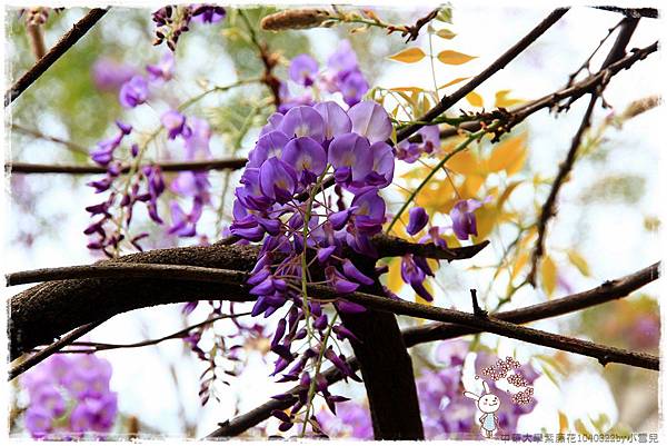 中華大學紫藤花1040322by小雪兒IMG_8287.JPG