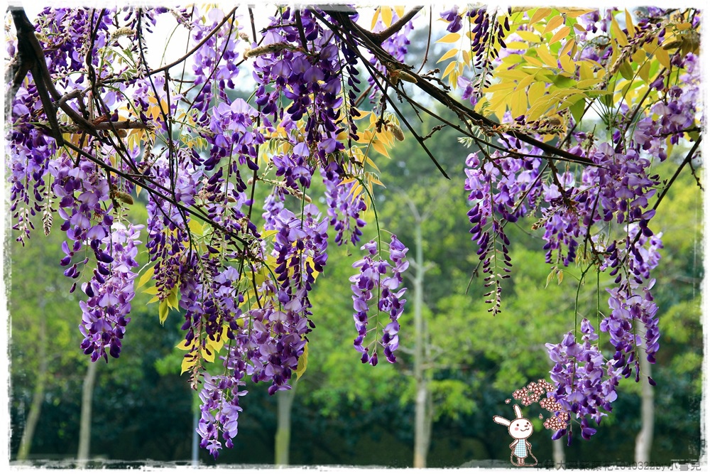 中華大學紫藤花1040322by小雪兒IMG_8290.JPG