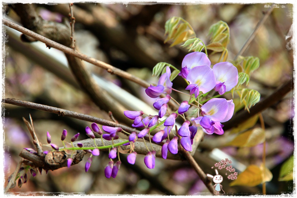 中華大學紫藤花1040322by小雪兒IMG_8308.JPG