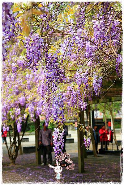 中華大學紫藤花1040322by小雪兒IMG_8314.JPG