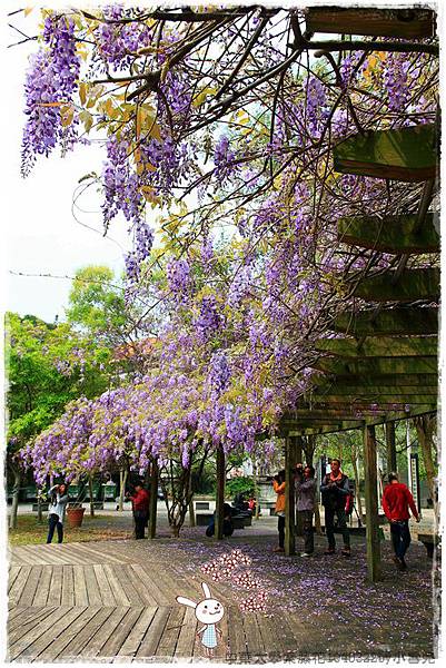 中華大學紫藤花1040322by小雪兒IMG_8320.JPG