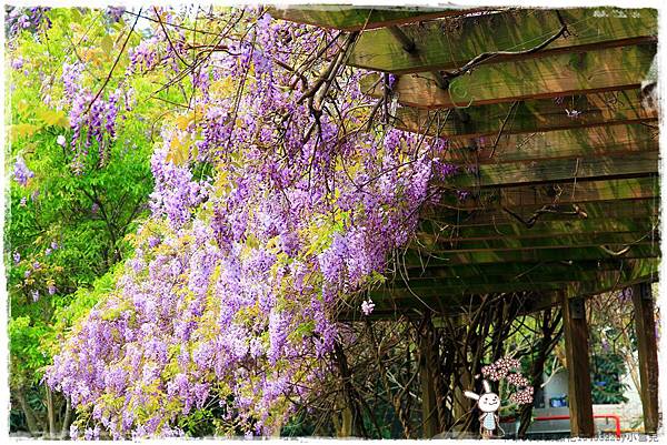 中華大學紫藤花1040322by小雪兒IMG_8324.JPG