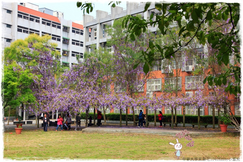 中華大學紫藤花1040322by小雪兒IMG_8359.JPG