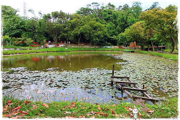 甘家堡賞桐花1040503by小雪兒IMG_8652.JPG