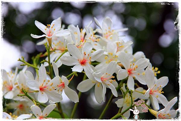 甘家堡賞桐花1040503by小雪兒IMG_8695.JPG