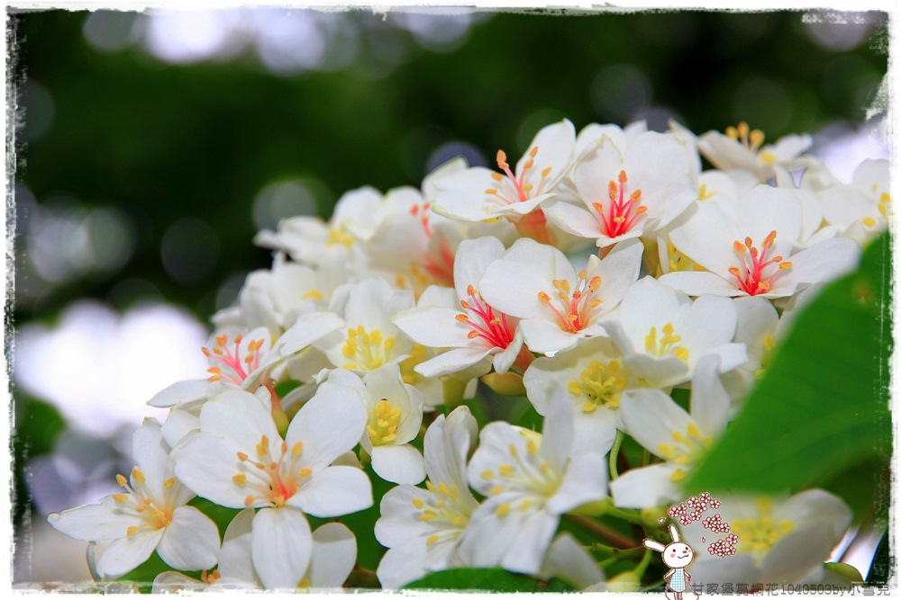 甘家堡賞桐花1040503by小雪兒IMG_8701.JPG