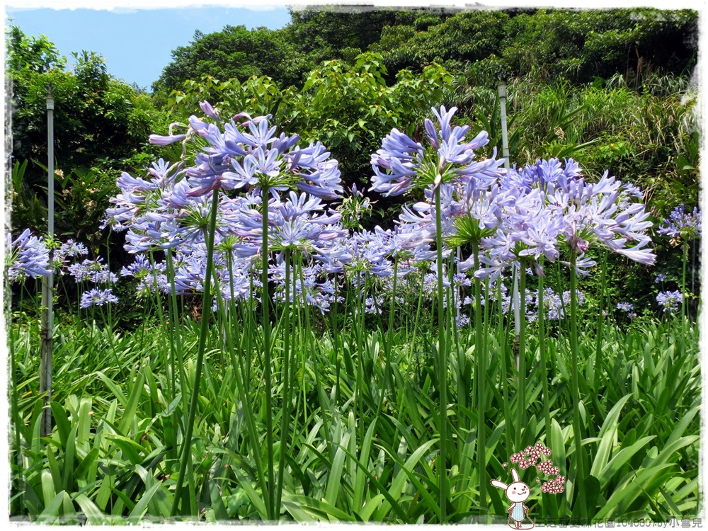 三芝番婆林花園1040607by小雪兒IMG_7985.JPG