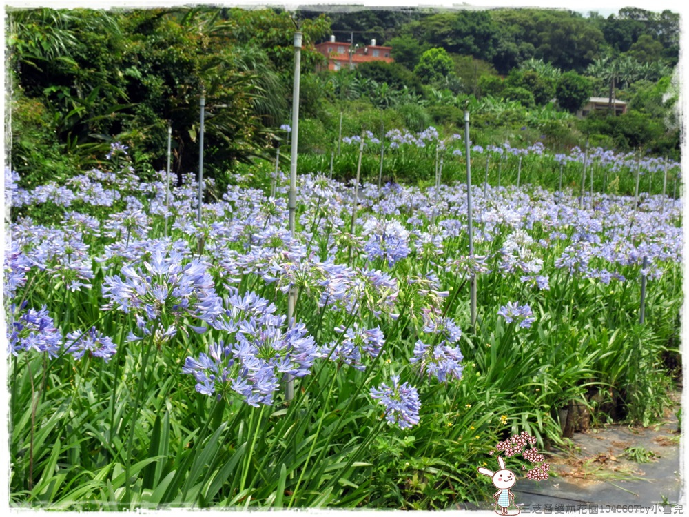 三芝番婆林花園1040607by小雪兒IMG_7987.JPG