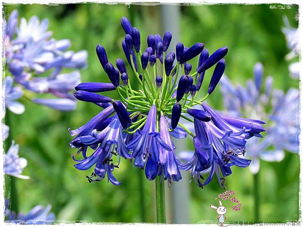 三芝番婆林花園1040607by小雪兒IMG_7993.JPG