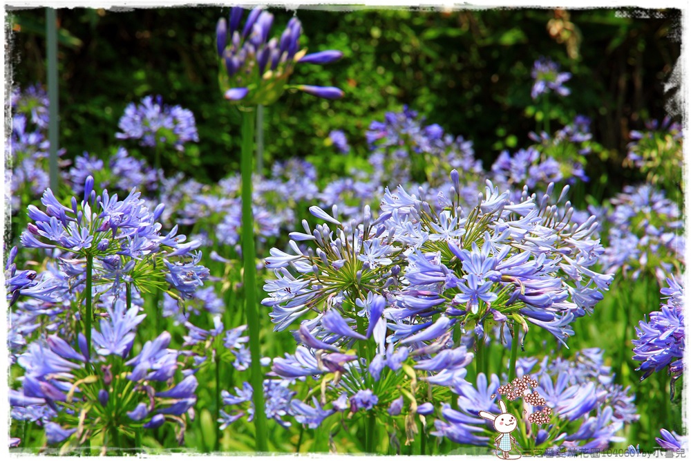 三芝番婆林花園1040607by小雪兒IMG_9158.JPG