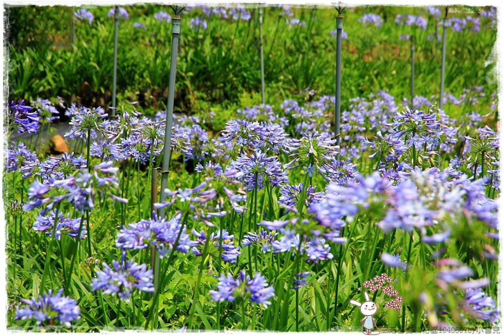 三芝番婆林花園1040607by小雪兒IMG_9167.JPG