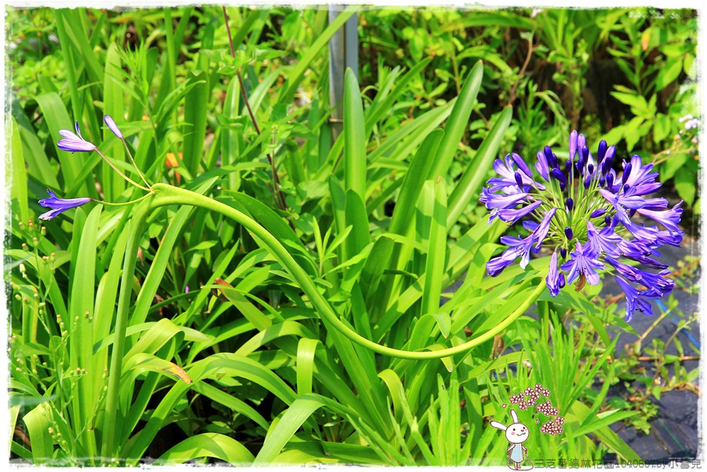 三芝番婆林花園1040607by小雪兒IMG_9188.JPG