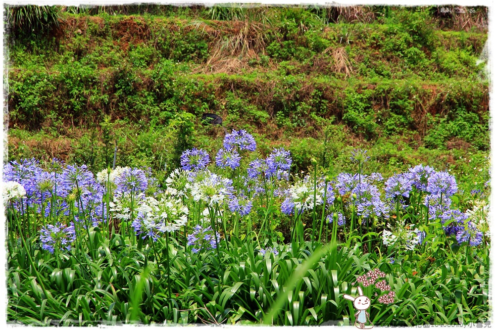 三芝番婆林花園1040607by小雪兒IMG_9195.JPG