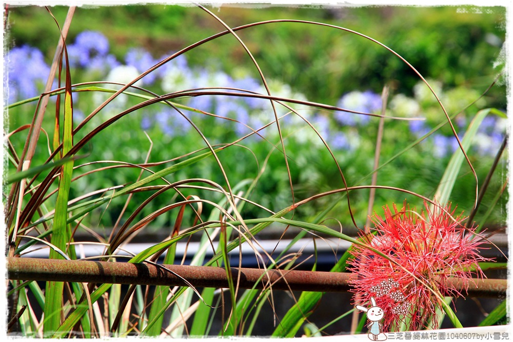 三芝番婆林花園1040607by小雪兒IMG_9196.JPG