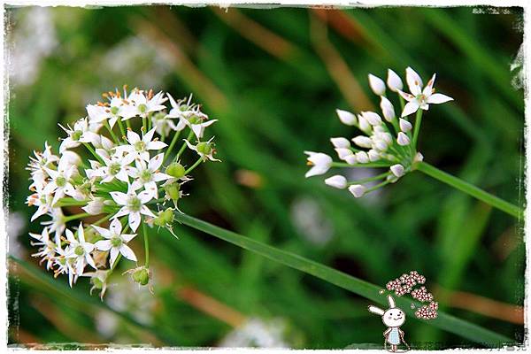 韭菜花田1040920by小雪兒IMG_3008 033.JPG