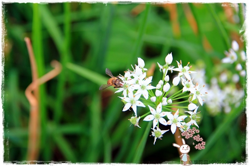 韭菜花田1040920by小雪兒IMG_3010 035.JPG