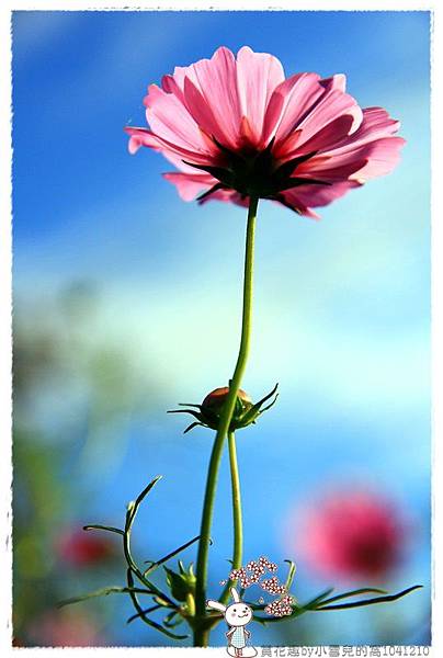 賞花趣by小雪兒的窩1041210IMG_5630 022.JPG