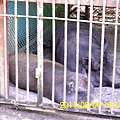 95.雲林縣古坑鄉草嶺村_草嶺地質公園_萬年峽谷_山豬.JPG