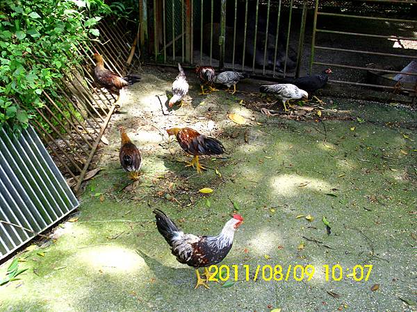 98.雲林縣古坑鄉草嶺村_草嶺地質公園_萬年峽谷_豬舍外放山雞.JPG