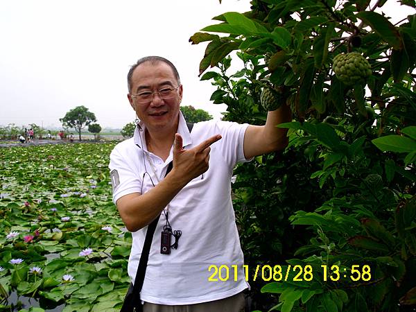 90.臺南白河蓮花池旁_釋迦.JPG