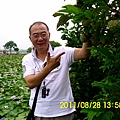 90.臺南白河蓮花池旁_釋迦.JPG