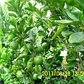 92.臺南白河蓮花池旁_橘子.JPG