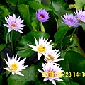 102.臺南白河賞蓮.JPG