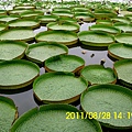 105.臺南白河賞蓮.JPG