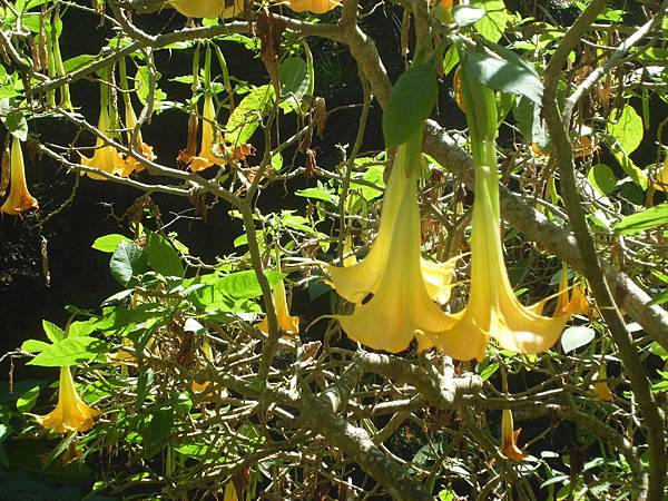 泰國皇室計畫 (2).JPG 泰國皇室計畫 (2).JPG