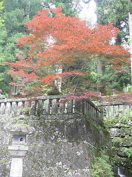 盛夏的楓紅