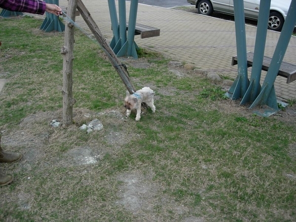 風很大  Q醬尿尿被吹倒