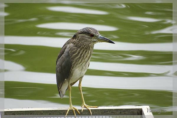 魚狗