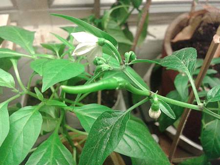 hot pepper20131202_193906