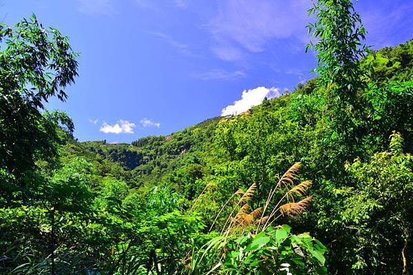 竹坑溪步道 (5).JPG