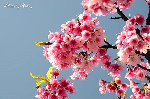 平菁街櫻花 (2).JPG 平菁街櫻花 (2).JPG