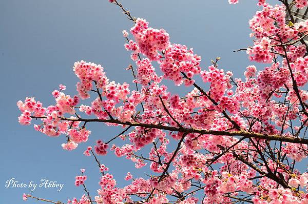 平菁街櫻花 (4).JPG 平菁街櫻花 (4).JPG