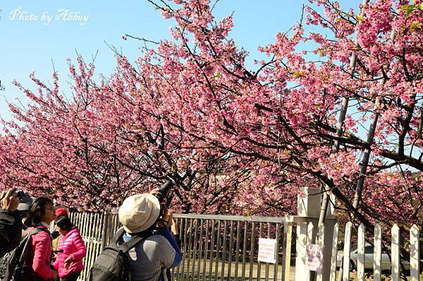 平菁街櫻花 (5).JPG 平菁街櫻花 (5).JPG